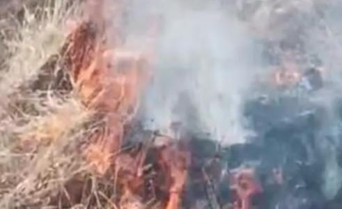 POŽAR U REONU ČEMERNO Gori trava i nisko rastinje, vatrogasci na terenu (VIDEO)