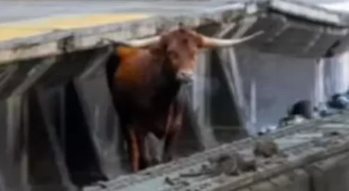 NESVAKIDAŠNJA SCENA Odbjegli bik napravio pometnju na željezničkoj stanici (VIDEO)