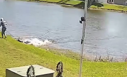 (FOTO/VIDEO) PREDATORA HRANILI I TEPALI MU KAO LJUBIMCU Baka (85) šetala psa, a onda je iz jezera iskočio aligator i pojeo je