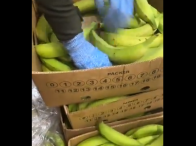 (VIDEO) TREBALO JE DA ZAVRŠI U EVROPI Policija pronašla 2,6 tona kokaina među bananama