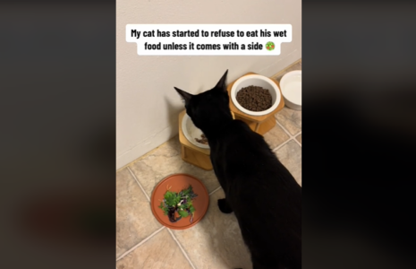 (VIDEO) KRAO HRANU IZ TANJIRA Mačak ne želi da jede ako uz obrok ne dobije specijalni dodatak