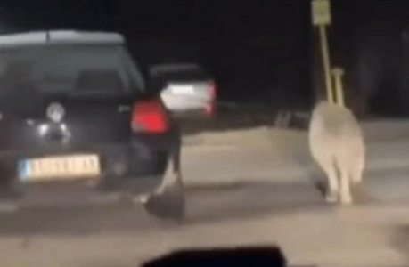 (VIDEO) SKANDALOZAN SNIMAK Psa vodi na povocu dok vozi auto
