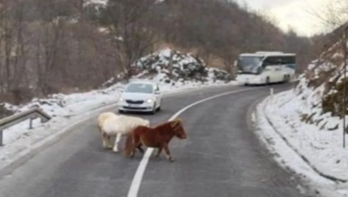 NEOBIČAN PRIZOR Dva odbjegla ponija ometaju saobraćaj (VIDEO)