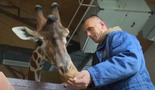(VIDEO) PRIČA KOJA JE POGODILA REGION! Omiljeni čuvar i žirafa o kojoj se brinuo 12 godina preminuli isti dan