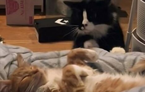 Mačku trebalo pet dana da shvati da je novi ljubimac u kući (VIDEO)