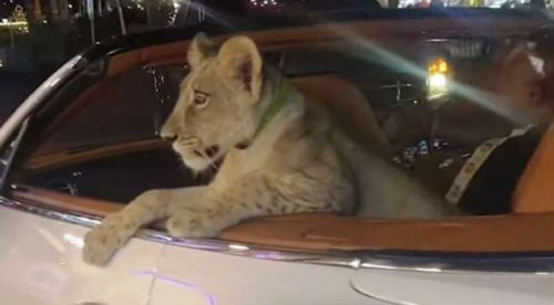 (VIDEO) PRIJETI JOJ ZATVOR Žena vozila lava ljubimca u “bentliju”