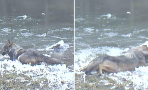 (VIDEO) STROGO ZAŠTIĆENA VRSTA Šumska kamera uhvatila vuka kako se igra u zaleđenoj lokvi na Velebitu