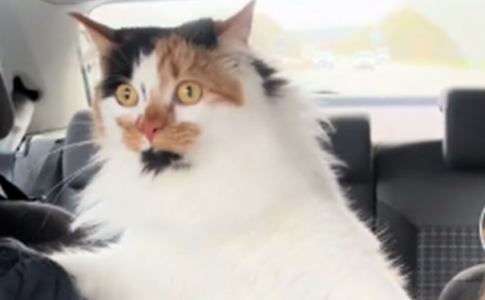 (VIDEO) NISU BILI SPREMNI NA OVAKVU REAKCIJU Vlasnici odveli mačku na prvu vožnju