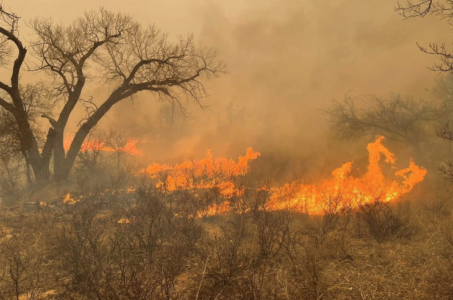 (FOTO/VIDEO) POŽAR U TEKSASU Vatra progutala 500.000 hektara zemlje