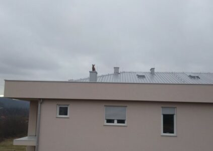 (FOTO) OVO JOŠ NISTE VIDJELI! Nesvakidašnja scena u Tesliću: Lisica se popela na krov zgrade