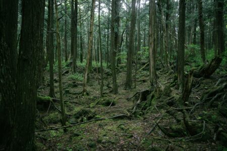AKO JEDNOM KROČITE U NJU, VIŠE NEĆETE IZAĆI Mistična šuma u Japanu koja krije jezivu tajnu