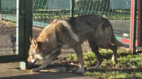 HOROR U SPLITU Muškarac zlostavljao pse i vukove, 69 životinja držao u stravičnim uslovima