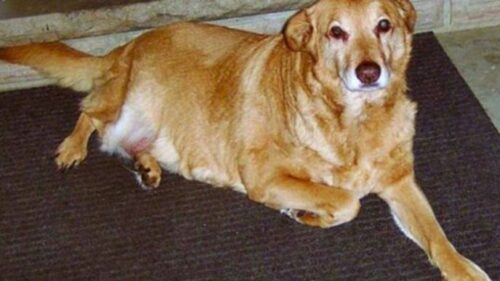 HEROINA „OLUJE“ Najvjerniji pas na svijetu: Dena je od Petrinje do Rume tražila svoje vlasnike