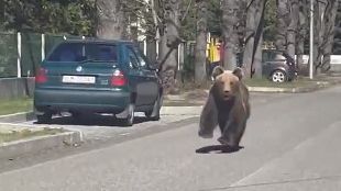 (VIDEO) JEZIVI SNIMCI IZ SLOVAČKE Medvjed trčao ulicama grada, među povrijeđenima i djevojčica