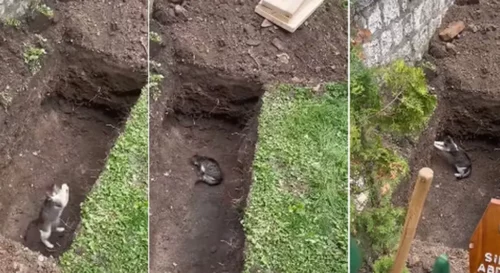 (VIDEO) POZNATI PJEVAČ SNIMIO NEOBIČAN PRIZOR Mačka prišla grobu Abdulaha Sidrana, pa čudnim ponašanjem iznenadila sve