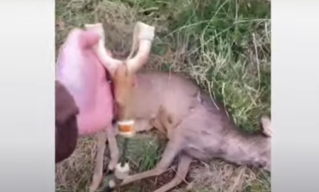 (VIDEO) JEZIV TREND ZAŽIVIO KOD TINEJDŽERA Praćkama ubijaju životinje, sve to snimaju, fotografišu i šalju unutar Vocap grupa
