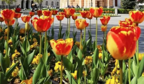 UKRŠTENE DVIJE SORTE Da li ste znali da postoji tulipan sorte “Banjaluka”?