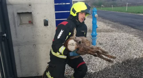 (FOTO) PLEMENIT ČIN Vatrogasci spasili srnu koja se zaglavila u ogradi