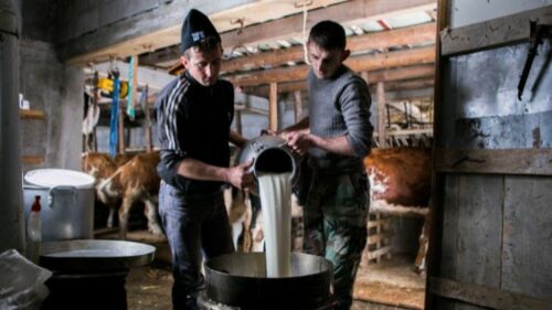 I DALJE NEDOVOLJNO Zabilježen rast proizvodnje mlijeka u BiH