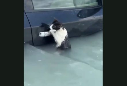 (VIDEO) DIRLJIV SNIMAK Preplašena mačka je posljednjim atomima snage pokušavala da se izvuče iz poplave u Dubaiju, a onda joj je prišao čamac