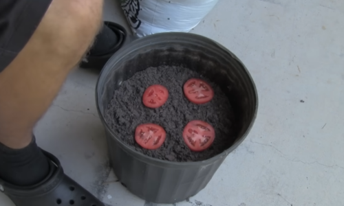 (VIDEO) REZULTATI SU IZNENAĐUJUĆI Narezao paradajz na četiri koluta i stavio u saksiju