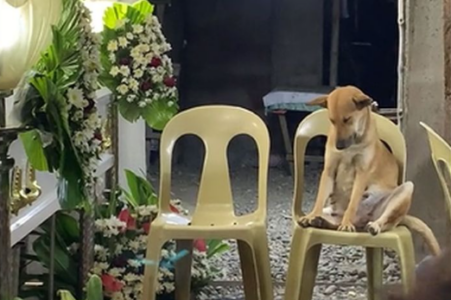 (VIDEO) „JOŠ SAMO KAD BI MOGAO DA PRIČA“ Pas bdi kraj kovčega svoje vlasnice, iako više nije u stanju da sjedi