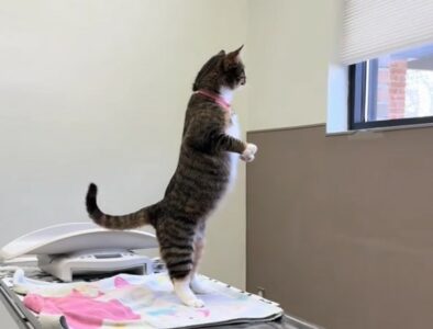 (VIDEO) „IMA BOLJE DRŽANJE OD MENE“ Mačka koja stoji poput čovjeka nasmijala milione ljudi