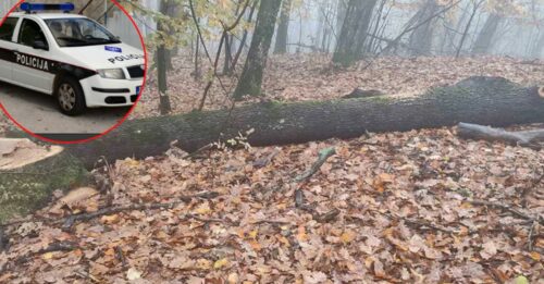 TRAGEDIJA U BOSANSKOM GRAHOVU Muškarac poginuo izvlačeći stablo u šumi