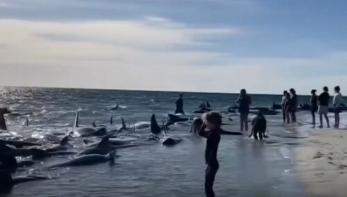 (VIDEO) DESETINE VEĆ UGINULO Na zapadu Australije nasukalo se 140 kitova, u toku spasavanje