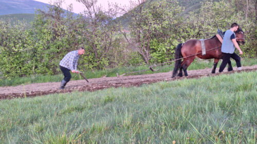 (FOTO) TRADICIJU PREDAKA ČUVA OD ZABORAVA Milan Tadić uz pomoć konja i pluga priprema sjetvu nadomak Drvara