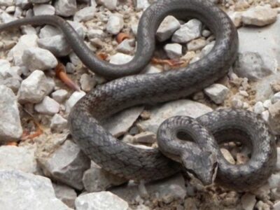 POTREBNO JE POZVATI STRUČNU SLUŽBU Kako prepoznati otrovnu zmiju na području Banjaluke?