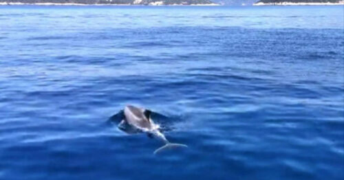 (VIDEO) ČAROBNI PRIZORI KOD DUBROVNIKA Lopud dobio nove „stanare“, jato delfina pliva uz samu obalu
