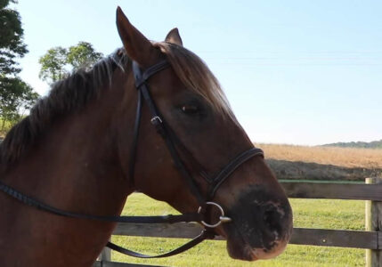 (VIDEO) „KAD JUTRO OVAKO POČNE“ Divlji konji kod Livna oduševili vozače