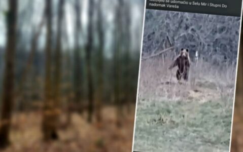 (VIDEO) NEVJEROVATNO! „AJDE RUČAJ, MEDO“ Čovjek iz sela u BiH sprijateljio se s medvjedom