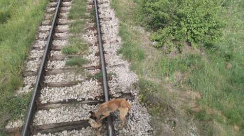(UZNEMIRUJUĆA FOTOGRAFIJA) UŽAS U BELOJ PALANCI! Bespomoćnog psa vezali za šine i ostavili da umre, mašinovođa uspio zaustaviti voz