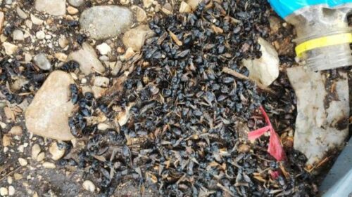 MOSTARSKI PČELARI PROŽIVLJAVAJU AGONIJU Pomor plemenitih insekata zbog željezničke nesreće: Stvorile se šećerne lokve, plaše se i zaraze